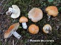Russula decolorans-amf2142-2